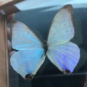 Iridescent Butterfly